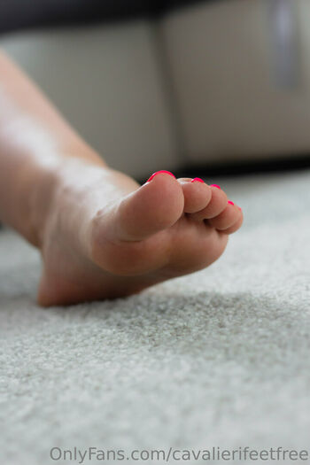 cavalierifeetfree