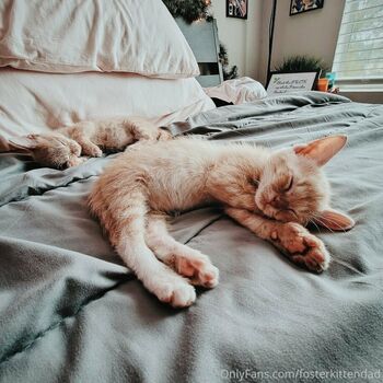 fosterkittendad