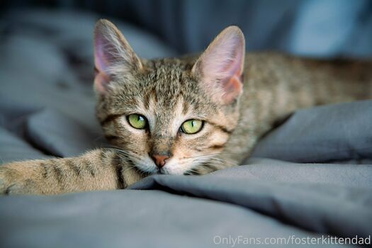 fosterkittendad