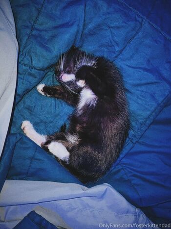 fosterkittendad